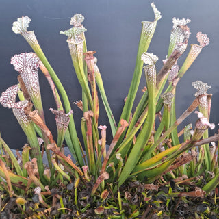 Sarracenia leucophylla x OP <br>PITCHER PLANT
