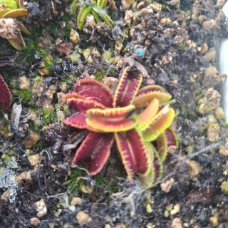 Dionaea muscipula <br>VENUS FLYTRAP SHORT TEETH