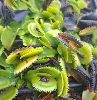 Dionaea muscipula <br>VENUS FLYTRAP SAWTOOTH MIX