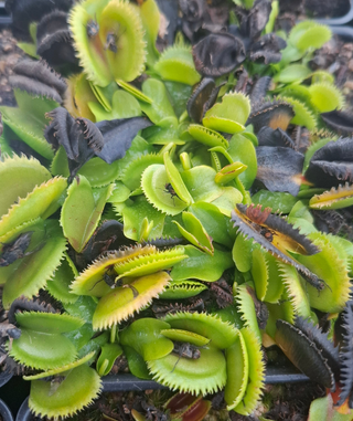 Dionaea muscipula <br>VENUS FLYTRAP SAWTOOTH MIX