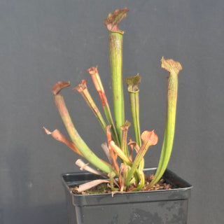 Sarracenia rubra ssp. gulfensis <br>SWEET PITCHER PLANT