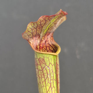 Sarracenia rubra ssp. gulfensis <br>SWEET PITCHER PLANT