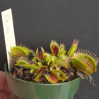 Dionaea muscipula <br>VENUS FLYTRAP 'G16, ADRIAN GIANT'