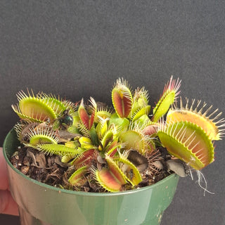 Dionaea muscipula <br>VENUS FLYTRAP 'G16, ADRIAN GIANT'