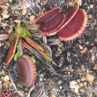 Dionaea muscipula <br>VENUS FLYTRAP RED SAWTOOTH MIX