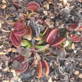 Dionaea muscipula <br>VENUS FLYTRAP RED SAWTOOTH MIX