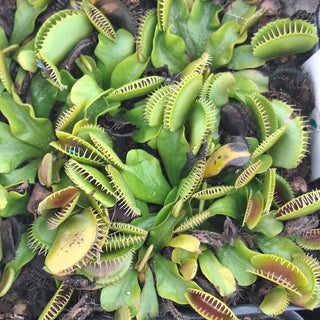 Dionaea muscipula <br>VENUS FLYTRAP LOW-GROWING FORM