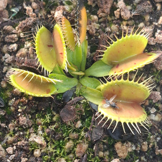 Dionaea muscipula <br>VENUS FLYTRAP LOW-GROWING FORM