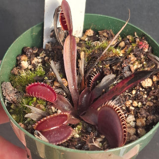 Dionaea muscipula <br>VENUS FLYTRAP 'CLAYTON'S VOLCANIC RED'