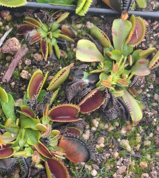 Dionaea muscipula <br>VENUS FLYTRAP 'BRUTAL SHARK'
