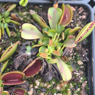Dionaea muscipula <br>VENUS FLYTRAP 'BRUTAL SHARK'