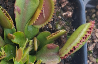 Dionaea muscipula <br>VENUS FLYTRAP 'BRUTAL SHARK'