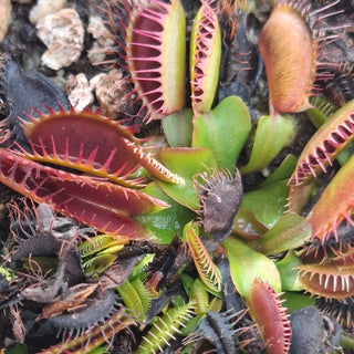 Dionaea muscipula <br>VENUS FLYTRAP 'RED BURGUNDY'