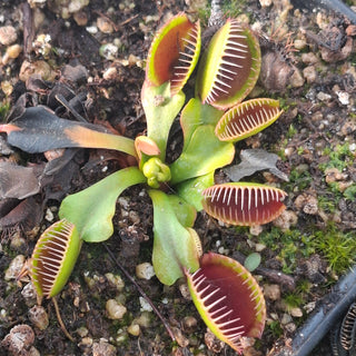 Dionaea muscipula <br>VENUS FLYTRAP CUPPED