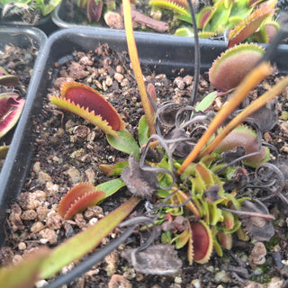Dionaea muscipula <br>VENUS FLYTRAP 'GIANT CLAM'