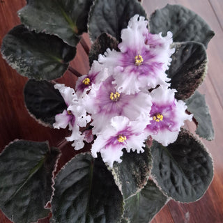 Saintpaulia <br>VARIEGATED AFRICAN VIOLET