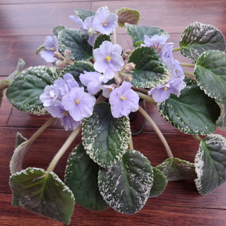 Saintpaulia <br>VARIEGATED AFRICAN VIOLET