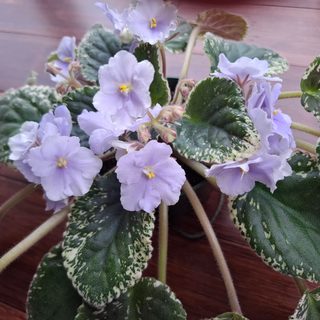 Saintpaulia <br>VARIEGATED AFRICAN VIOLET