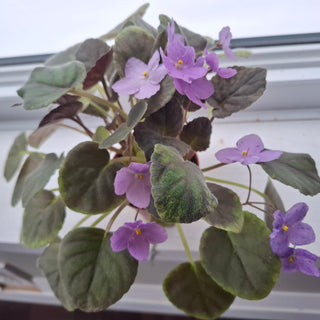 Saintpaulia <br>TRAILING AFRICAN VIOLET <br>Leaf Cutting