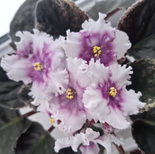 Saintpaulia <br>FANCY AFRICAN VIOLET