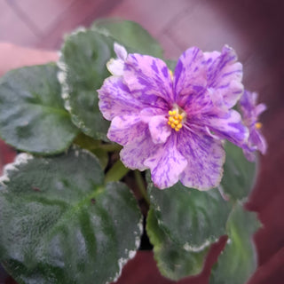 Saintpaulia <br>VARIEGATED AFRICAN VIOLET