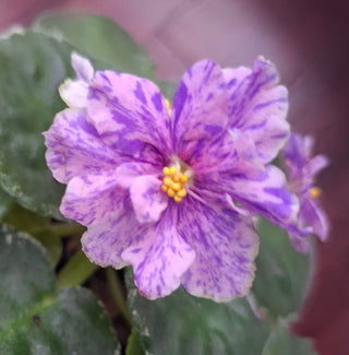 Saintpaulia <br>FANCY AFRICAN VIOLET