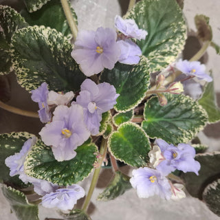 Saintpaulia <br>VARIEGATED AFRICAN VIOLET