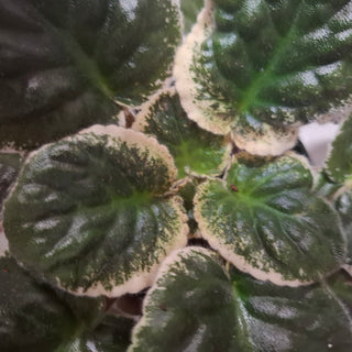 Saintpaulia <br>VARIEGATED AFRICAN VIOLET