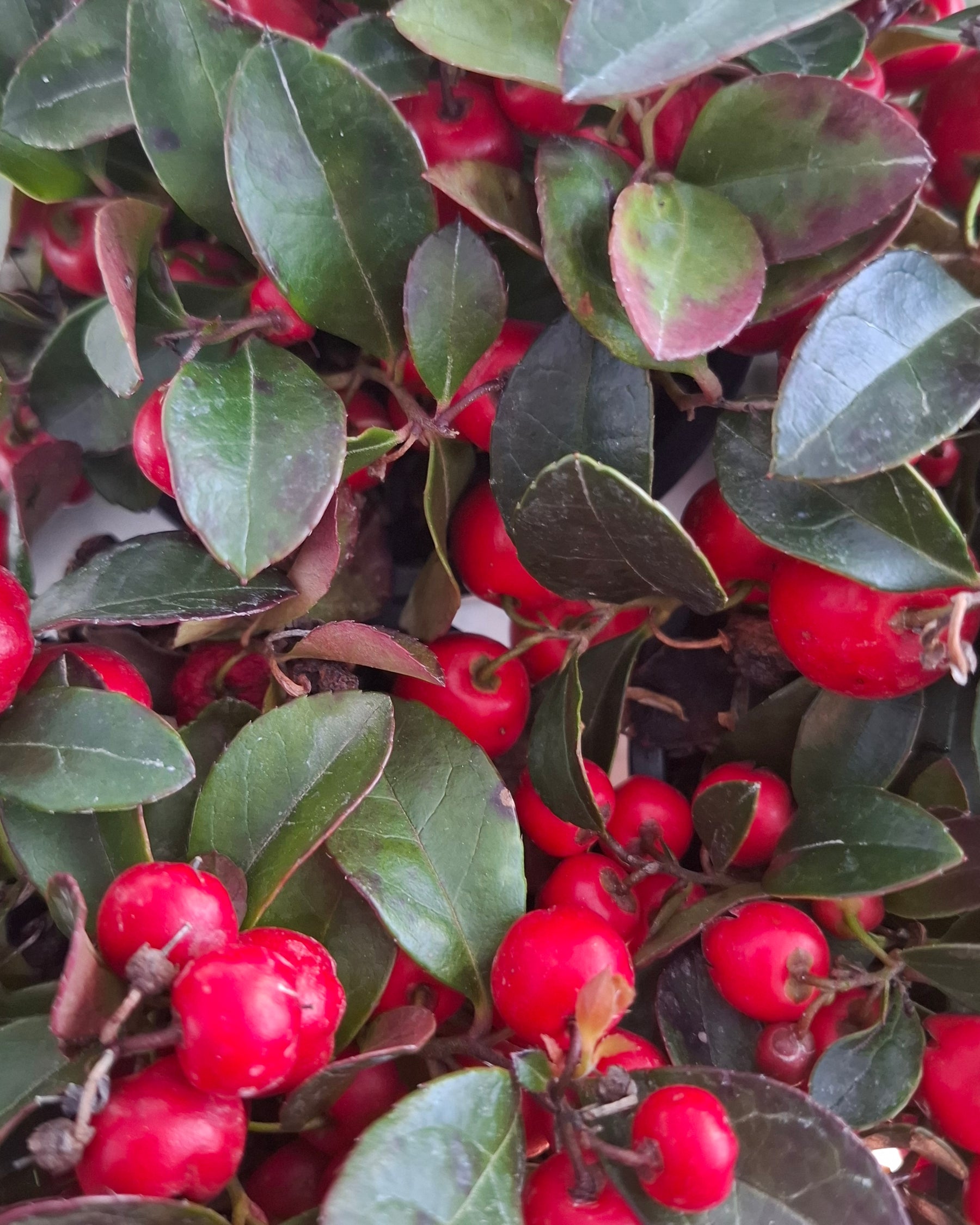 Tree & Shrub Seeds – Ferri Seeds