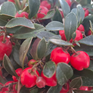 Gaultheria procumbens <br>WINTERGREEN AMERICAN, CHECKERBERRY, TEABERRY, BOXBERRY