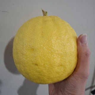 Citrus × pyriformis <br>LEMON PONDEROSA, Skierniewice Lemon