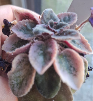 Saintpaulia <br>MINIATURE VARIEGATED AFRICAN VIOLET MIX