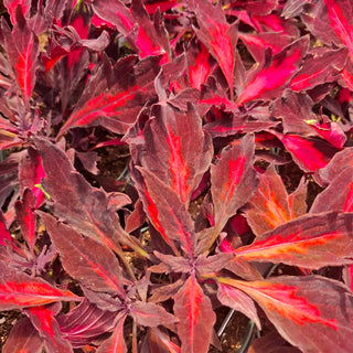 Coleus blumei <br>COLEUS NEW TYPES MIX