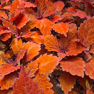 Coleus blumei <br>COLEUS NEW TYPES MIX
