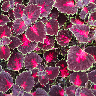 Coleus blumei <br>COLEUS NEW TYPES MIX