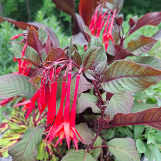 Fuchsia boliviana <br>RED FUSCHIA