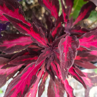 Coleus blumei <br>COLEUS NEW TYPES MIX