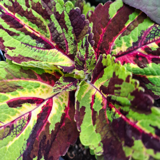 Coleus blumei <br>COLEUS KONG STRIPED MOSAIC