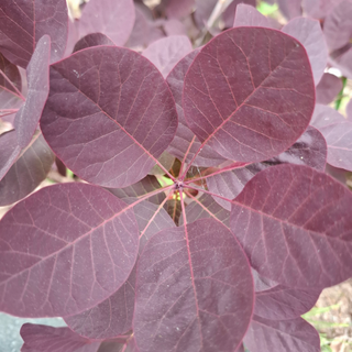 Cotinus coggygria <br>PURPLE SMOKE TREE