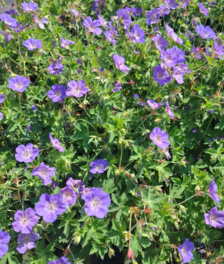 Geranium pratense <br>BLUE PERENNIAL GERANIUM