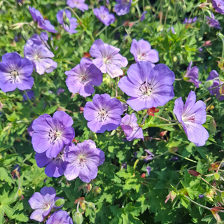 Geranium pratense <br>BLUE PERENNIAL GERANIUM