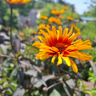 Helianthoides scabra <br>HELIOPSIS 'BURNING HEARTS'