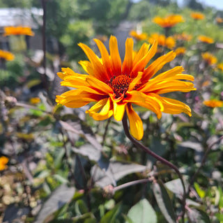 Helianthoides scabra <br>HELIOPSIS 'BURNING HEARTS'