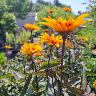 Helianthoides scabra <br>HELIOPSIS 'BURNING HEARTS'