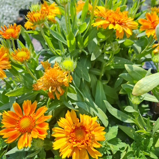 Gaillardia aristata <br>BLANKET FLOWER 'ARIZONA APRICOT'