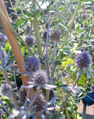 Eryngium planum <br>SEA HOLLY BLUE CAP