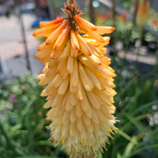 Kniphofia uvaria <br>RED HOT POKER, TORCH LILY MIX