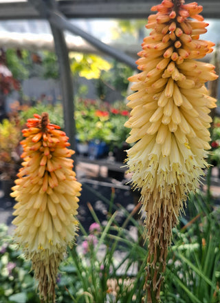 Kniphofia uvaria <br>RED HOT POKER, TORCH LILY MIX