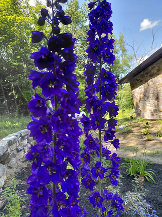 Delphinium elatum <br>DELPHINIUM BLACK KNIGHT