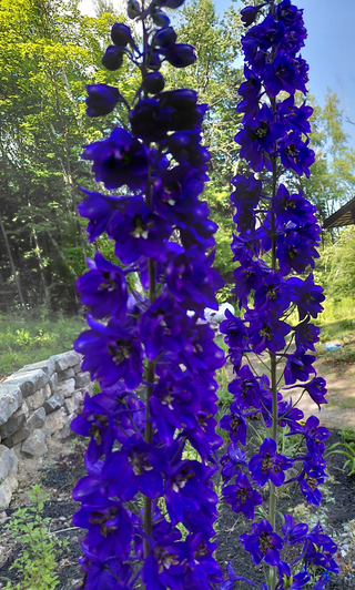 Delphinium elatum <br>DELPHINIUM BLACK KNIGHT